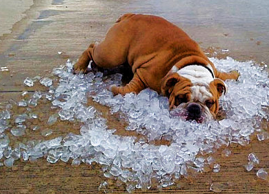 Five ways to keep your dog cool this Summer