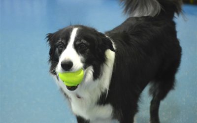 Does your dog love to chew on a tennis ball? 