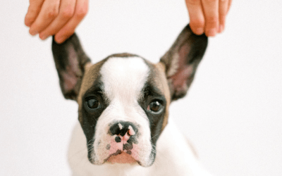 Why we don’t pluck a dog’s ear hair