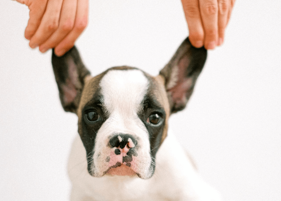 Why we don’t pluck a dog’s ear hair